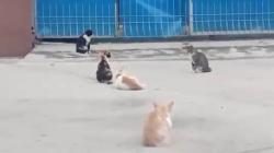 Heboh, Ratusan Kucing Liar Serbu Permukiman Warga Ciluncat Bandung