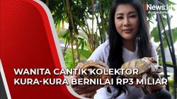 Wanita Cantik Kolektor Puluhan Kura-Kura di Surabaya Bernilai hingga Rp3 Miliar