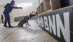Intip Latihan Anjing Pelacak BNN Mencari Narkoba