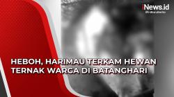 Video Heboh, Harimau Terkam Hewan Ternak Warga di Batanghari