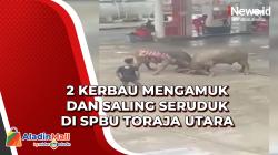 Warga Panik, 2 Kerbau Mengamuk dan Saling Seruduk di SPBU Toraja Utara