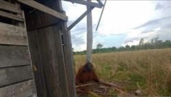 Orangutan Keliaran di Kebun Sawit Dekati Permukiman, BKSDA Kalbar Bakal Evakuasi<