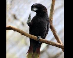 Nuri Hitam Endemik Maluku Terancam Punah akibat Terus Diburu, Ini Langkah BKSDA 