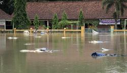 200 Hektare Sawah dan 15 Ton Gabah Terendam Banjir di Banyumas