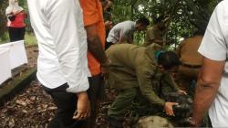BKSDA Lepaskan Kura-Kura Kaki Gajah dan Trenggiling ke Hutan Raya