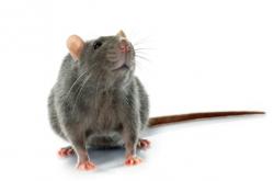  Australia Diserbu Tikus, Warga Takut Penyakit Mewabah