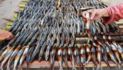 Melihat Pembuatan Ikan Asap Khas Majene Sulawesi Barat