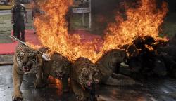 Penampakan Offset Harimau-Macan Dilindungi Dibakar BKSDA Sumsel
