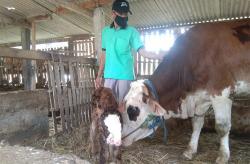 Sapi Aneh Lahir di Kulonprogo, Hidungnya Bercabang 2 dengan 4 Lubang