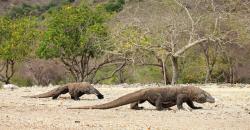 Populasi Komodo Menyusut, Ini Penjelasan Badan Pariwisata Otorita Labuan Bajo Flores