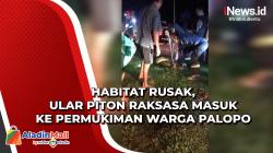 Habitat Rusak, Ular Piton Raksasa Masuk ke Permukiman Warga Palopo