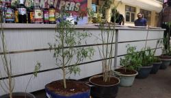 Polres Sukabumi Buru Residivis Pemberi Bibit 16 Pohon Ganja dalam Pot<