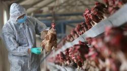 Banyak Peternakan Dikomplain Berisik, Prancis Terbitkan Aturan Lindungi Petani