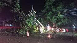 Beringin Tumbang Timpa Tiang Listrik, Beberapa Desa di Majalengka Gelap Gulita<