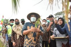 Tradisi Wiwitan, Ritual Petani Sebelum Memulai Panen Padi