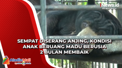 Sempat Diserang Anjing, Kondisi Anak Beruang Madu Berusia 2 Bulan Membaik
