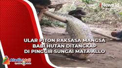 Ular Piton Raksasa Mangsa Babi Hutan Ditangkap di  Sungai Mata Allo, Begini Penampakannya