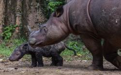 Rosa Si Badak Sumatra Lahirkan Anak Pertama Setelah 8 Kali Keguguran