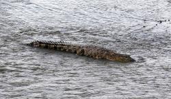 Penampakan Perdana Buaya Tanpa Ban Bekas di Leher Berjemur di Sungai Palu