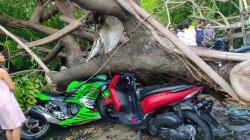 2 Pohon Tumbang di Pulogadung, Satu Orang Luka Parah