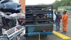 Brak! Pikap Pengangkut Kambing Tabrakan di Tol Cipularang, 1 Tewas 1 Luka 