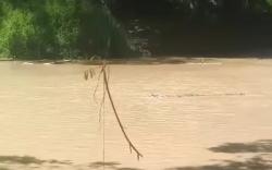 Sepasang Buaya Muncul di Sungai Ayek Sehile Merapi Barat, Warga Diminta Menjauh <