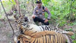 Tambah 1, Total Harimau Mati di Aceh Timur Jadi 3 Ekor