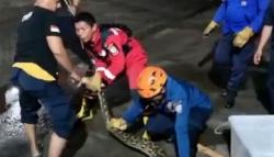 Ular Piton 7 Meter Gegerkan Permukiman Warga di Makassar, Dievakuasi Tim Damkar