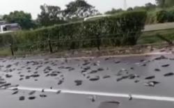 Pikap Pengangkut Ikan Terguling, Ratusan Lele Berceceran di Tol Merak