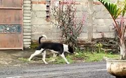 Tragis, Balita 3,5 Tahun di Timor Tengah Selatan Meninggal Usai Digigit Anjing Rabies