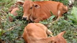 Puluhan Ternak Sapi di Lombok Tengah Diduga Terserang Penyakit Mulut dan Kuku