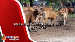 Belasan Sapi Mati Terkena Wabah PMK di Aceh