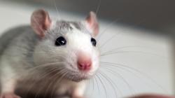 Wilayah Bebas Tikus di Dunia, Adakah?