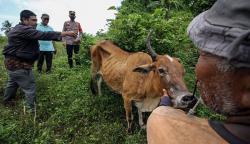 Tak Hanya PMK, 678 Sapi di Aceh Timur Diserang Penyakit Cacar