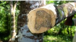  Termahal di Dunia, Kayu Gaharu Asli Indonesia Bisa Tembus Rp1,5 Miliar per Kg