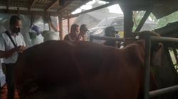 Antisipasi Wabah PMK pada Ternak, Begini Langkah Polda Jateng