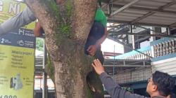 Petik Mangga Muda untuk Istri Mengidam, Suami di Samarinda Tersetrum Listrik