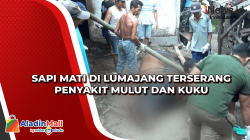 Sapi Mati di Lumajang Terserang Penyakit Mulut dan Kuku