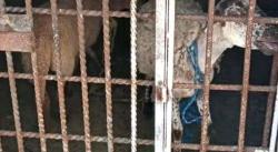 Duh, 2 Kambing Ini Dipenjara gara-gara Makan Rumput Tetangga