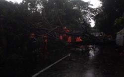 Jakarta Hujan Deras, Pohon di Ragunan Tumbang