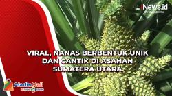 Viral, Nanas Berbentuk Unik dan Cantik di Asahan Sumatera Utara