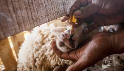 Peternak Rangkasbitung Gunakan Obat Herbal Cegah Penyakit Mulut dan Kuku<