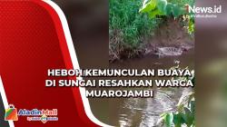 Heboh, Kemunculan Buaya di Sungai Resahkan Warga Muarojambi