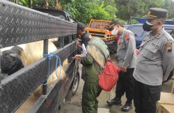Cegah Penularan Penyakit Kuku dan Mulut, Polres Purworejo Intensifkan Pengawasan Ternak