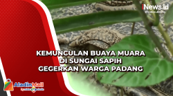 Kemunculan Buaya Muara di Sungai Sapih Gegerkan Warga Padang