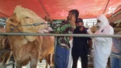 Harga Sapi Limosin Rp100 Juta, Segini Harga Hewan Kurban di PPU