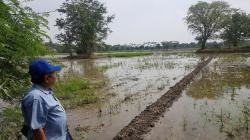 Guru Besar Arkeologi UI Sebut Candi Sambimaya Bukti Peradaban Kuno di Indramayu
