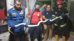 Mangsa Ayam dan Sembunyi di Lantai Rumah, Ular Piton 3 Meter Dievakuasi Petugas Damkar