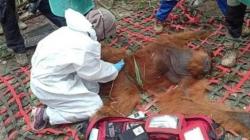 Malang, Orangutan Terjebak di Kebun Sawit Aceh Timur<