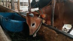 Kembangkan Budidaya Sapi, Pemprov Kaltim Usulkan Pemanfaatan Lahan Bekas Tambang